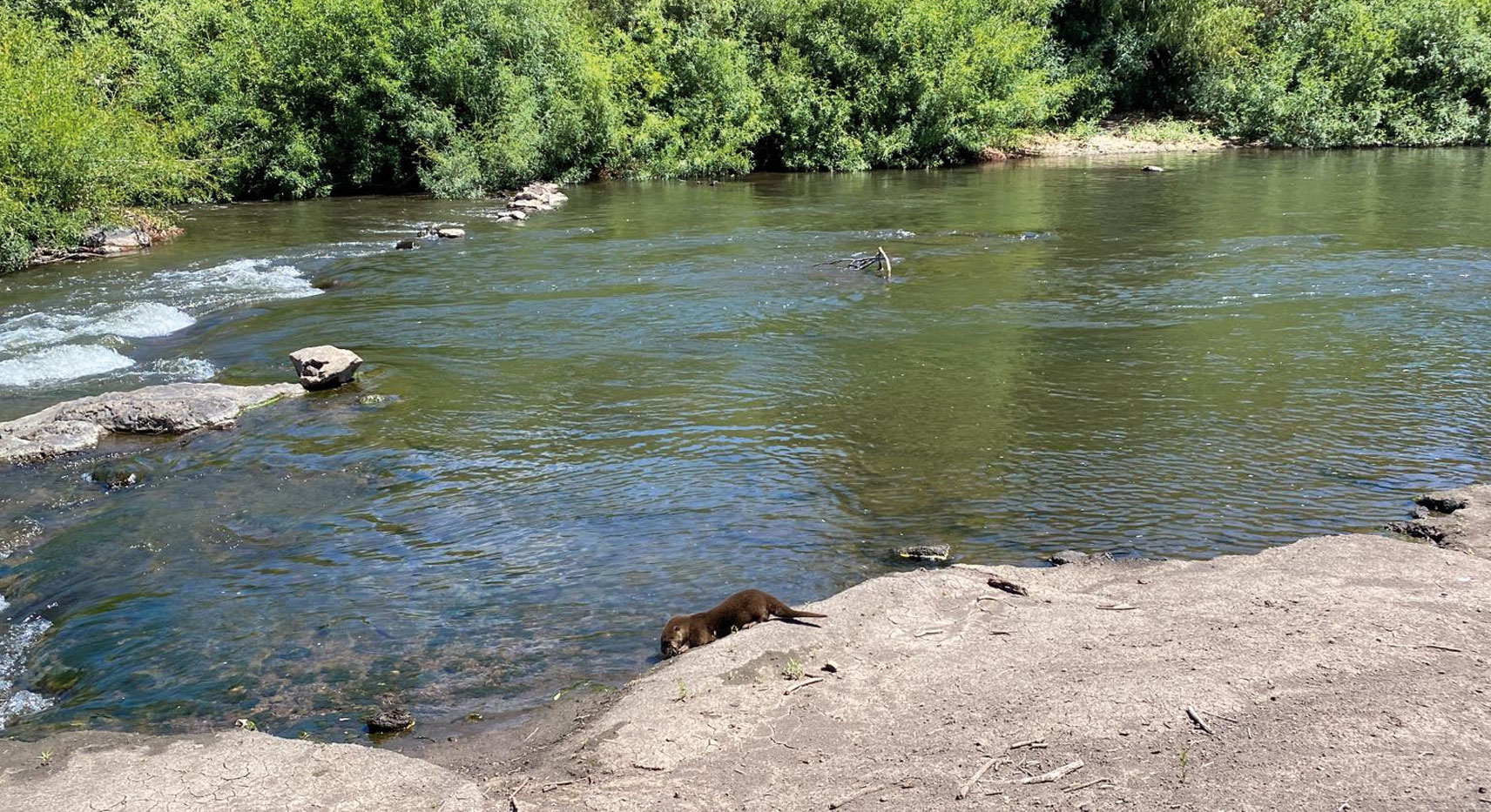 Denuncian uso de trasmallos para capturar dorados en Salto Grande – Diario  El Telégrafo